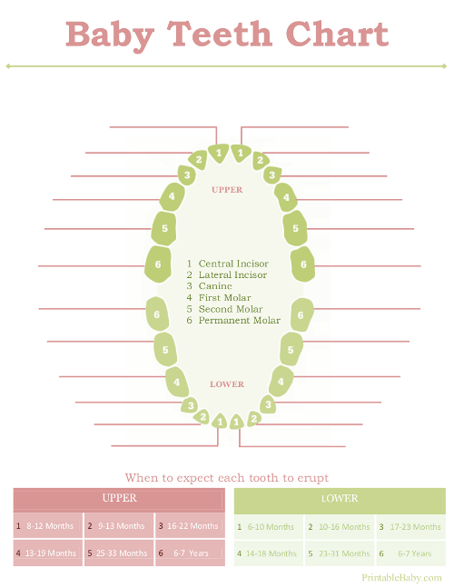 Printable Baby Teeth Chart